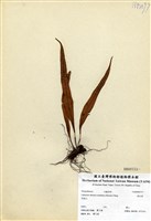 藏品(奧瓦葦)的圖片